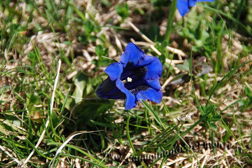 26 Sentiero Rifugio Capanna 2000.JPG